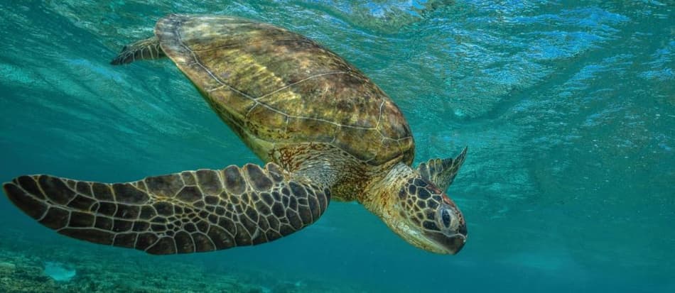 Bild einer im Meer schwimmenden Schildkröte